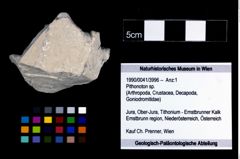 Foto (Objekt + Etikett) von Pithonoton sp.  (NHMW-GEO-1990-0041-3996)